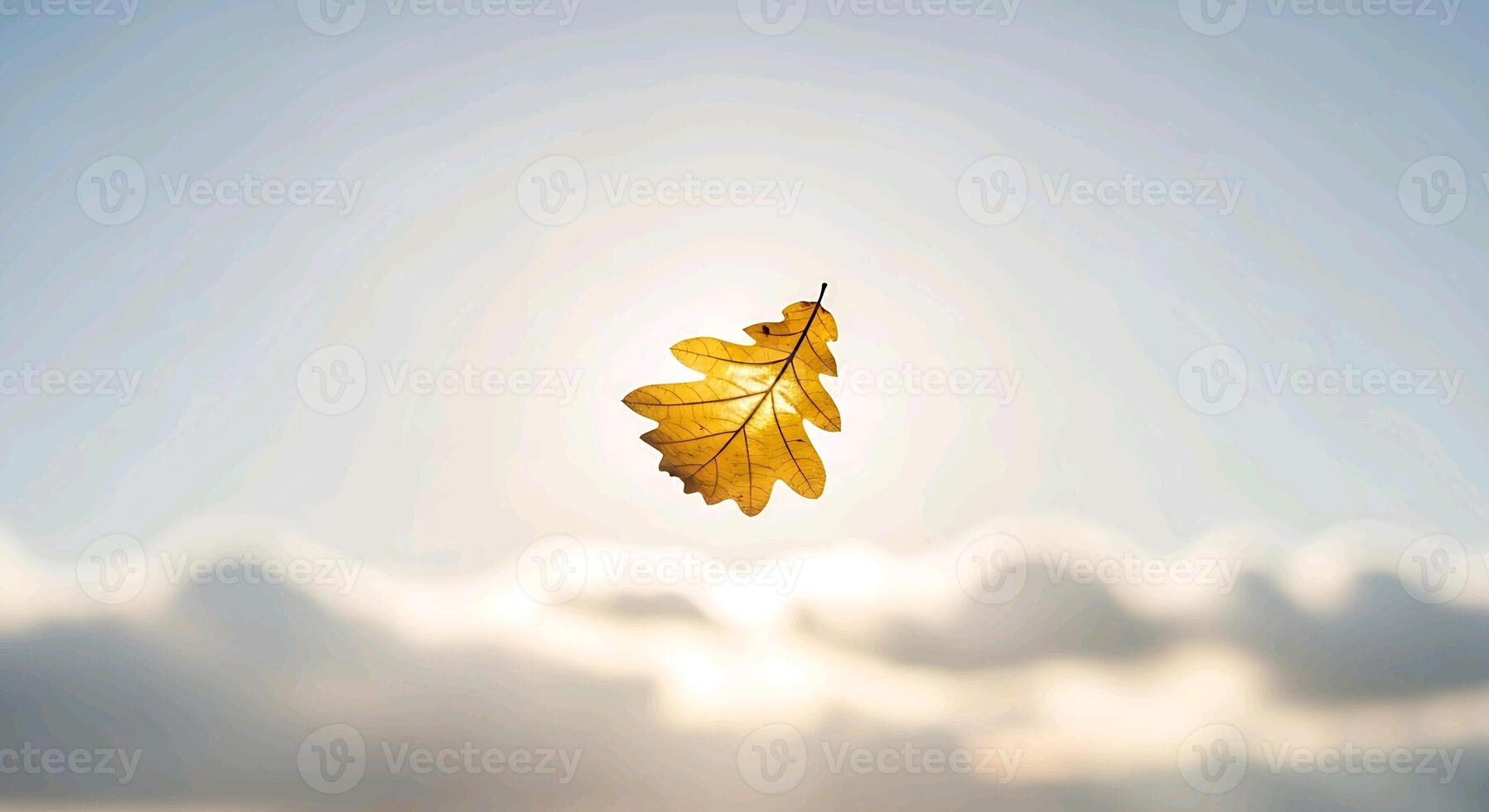 a single leaf floating in the air photo