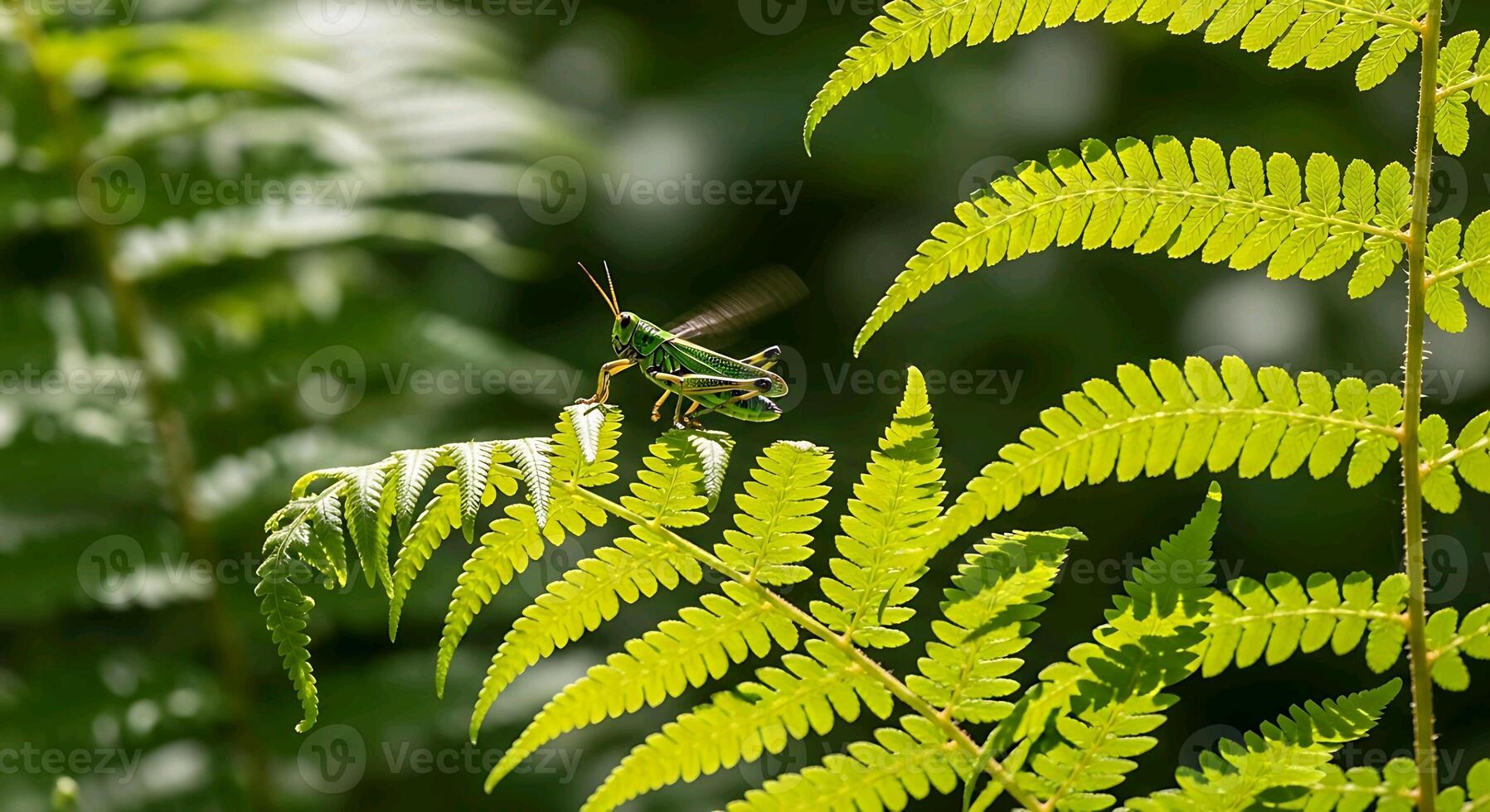 a grasshopper on a fern leaf photo