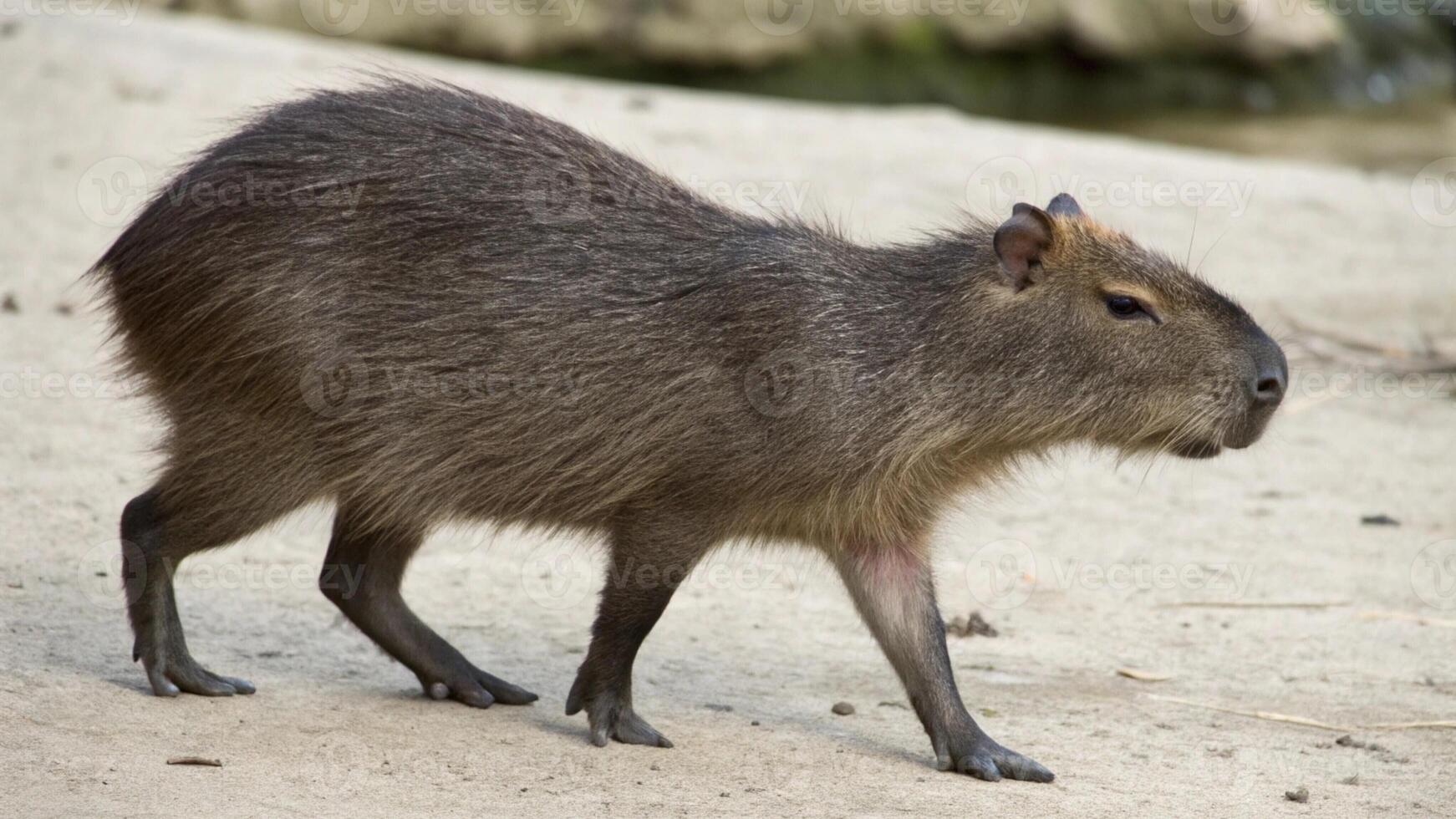 a capybara is walking on the ground photo