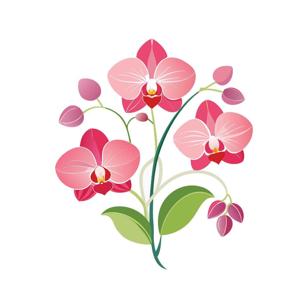 Pink and Red Orchid Blossoms Illustration Green Stem Leaves Isolated White Background orchids vector