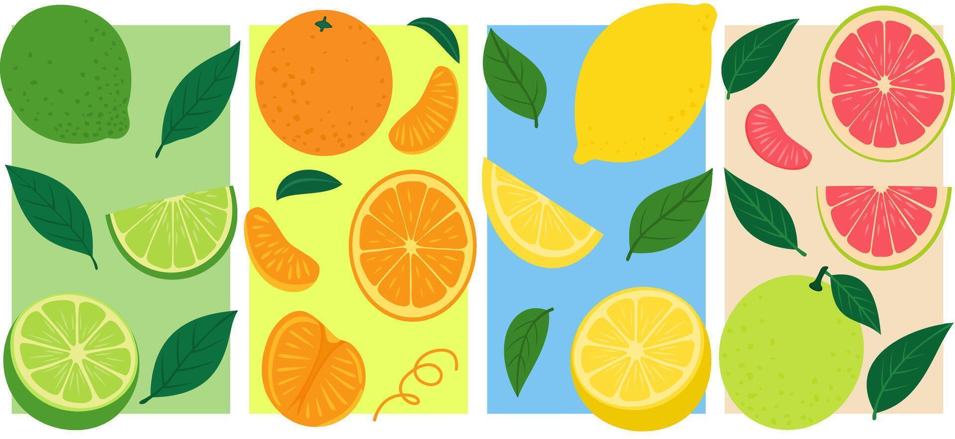 Hand-drawn illustration collection of Limes, Oranges, Lemons, and Pomelos - vibrant tropical fruit poster design vector