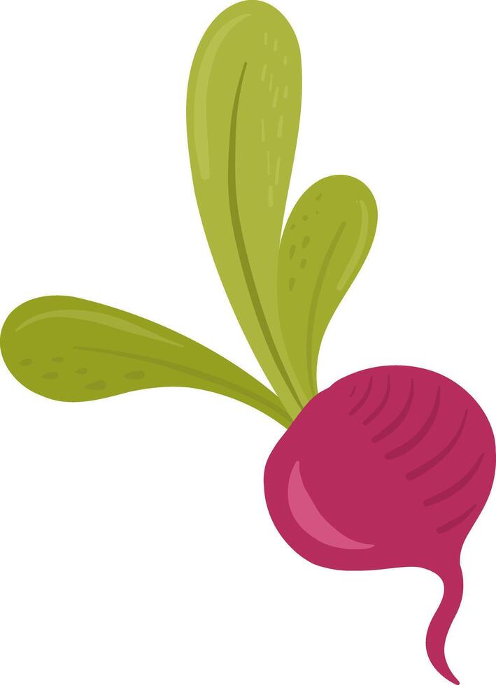 Beetroot with green leaves. Fresh root vegetable, farming, organic food, and healthy. Simple design. vector