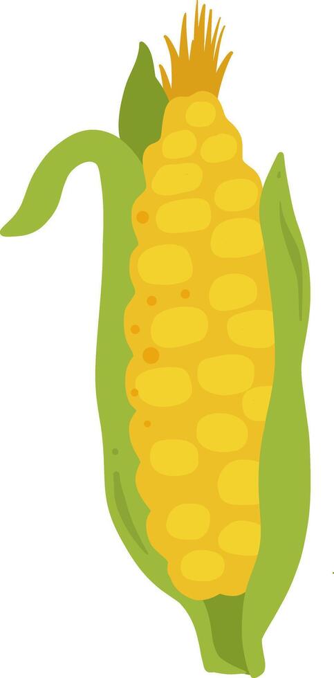 Corn with green husk.For food designs, farming themes, and healthy eating concepts. vector