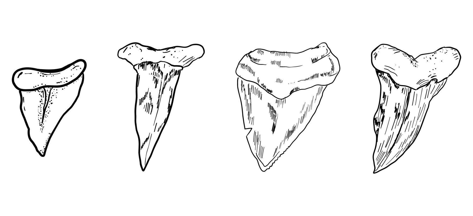 Shark tooth sketch tattoo, megalodon teeth line doodle sharp silhouette. Jaw teeth fossil, textured retro symbol. vector