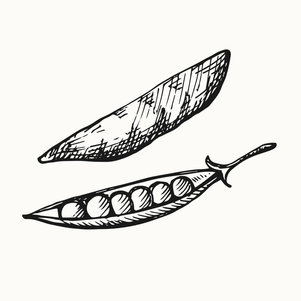 Green Pea hand drawn pea plant illustration isolated background. Engraving doodle with whole beans, grains. Healthy food, harvest, agriculture. Design element for label, print, template, card vector