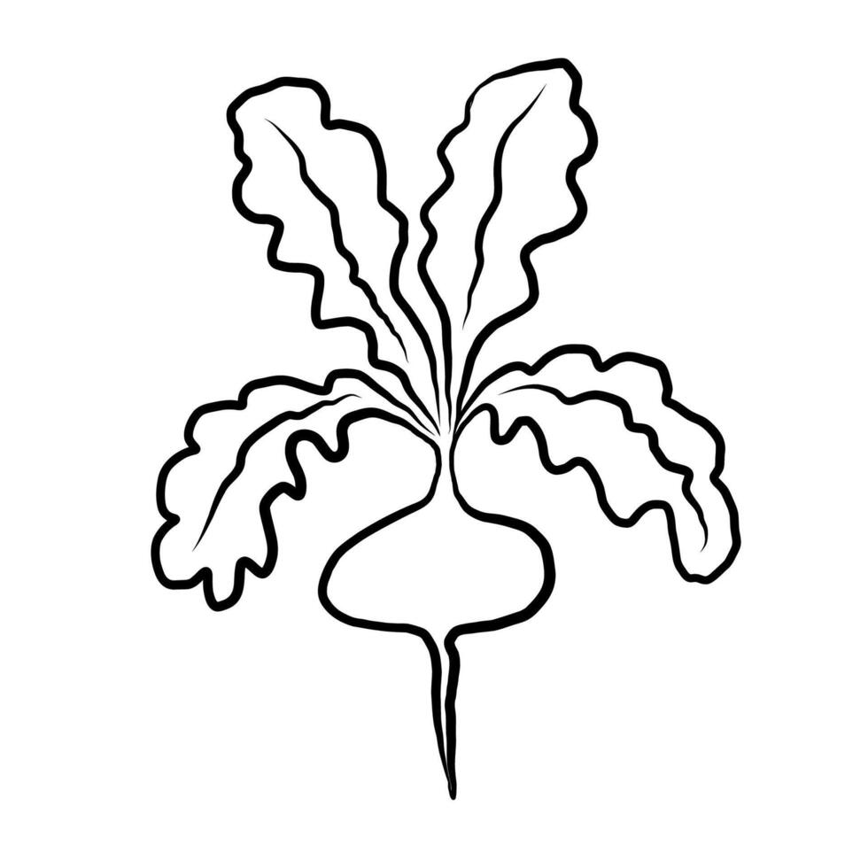 Radish ink sketch on isolated white background. Vegetable graphic, botanical line art. Organic radish with leaves, food, harvest. Design for label, logo, card, print paper, sign, wrapping vector