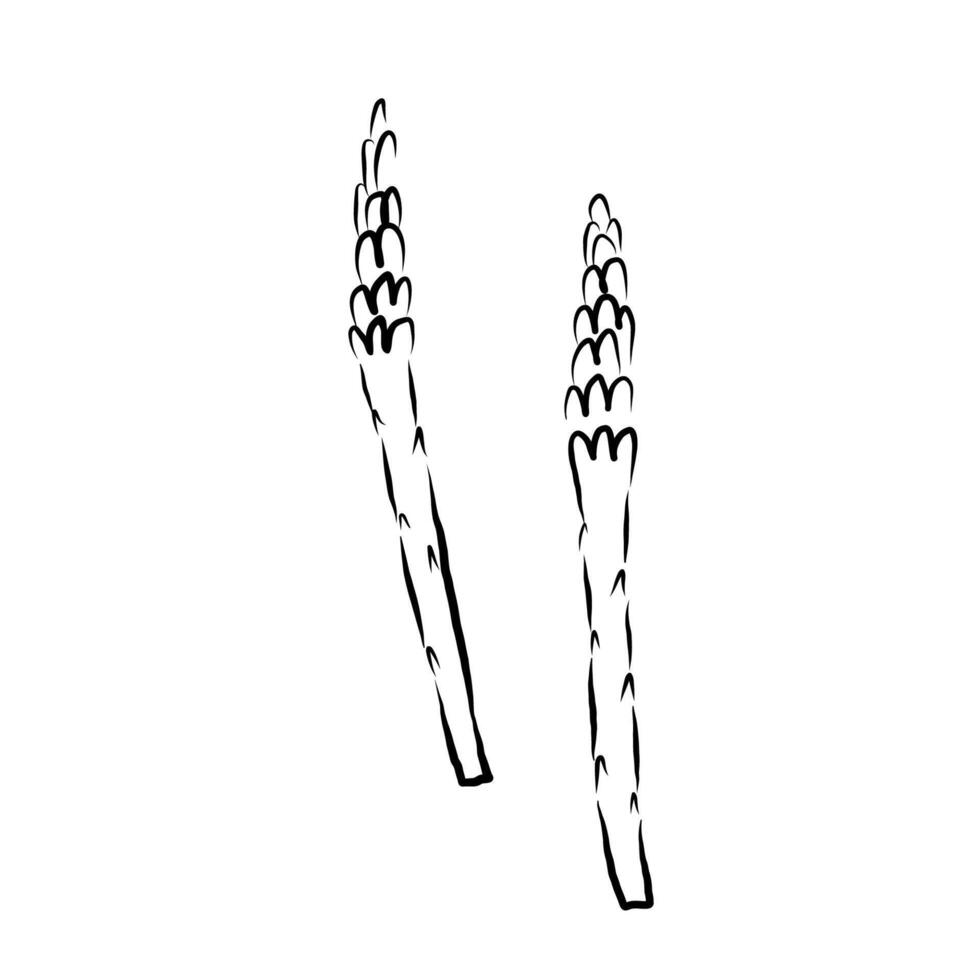 Asparagus plant sketch in ink on isolated background. Logo Sparrow Grasscuttings, herb food ingredient, Grass. Feathery foliage, edible shoots illustration. For design, sign, label, card, print vector