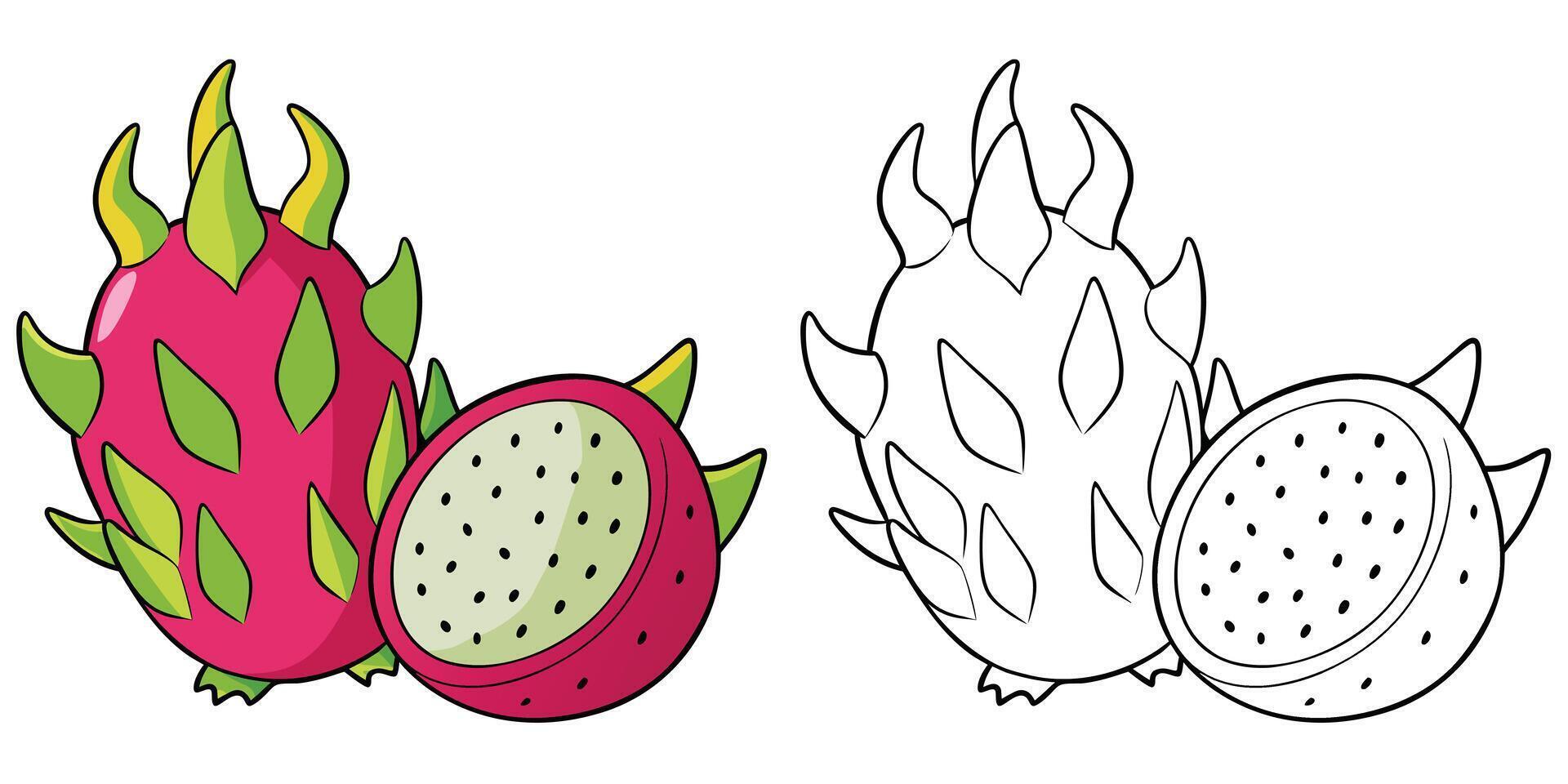 Dragon Fruit and Half Coloring Page For Kids. Dragon Fruit Outline and Illustration On White Background. Fruit Coloring Printable vector