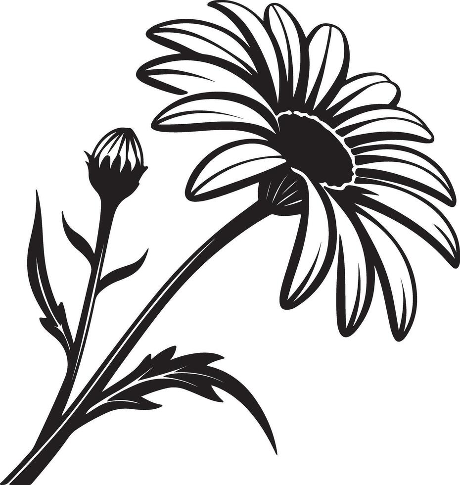 Elegant Black and White Daisy Flower with Bud, Blooming in a Garden Setting, Representing Serenity and Grace vector