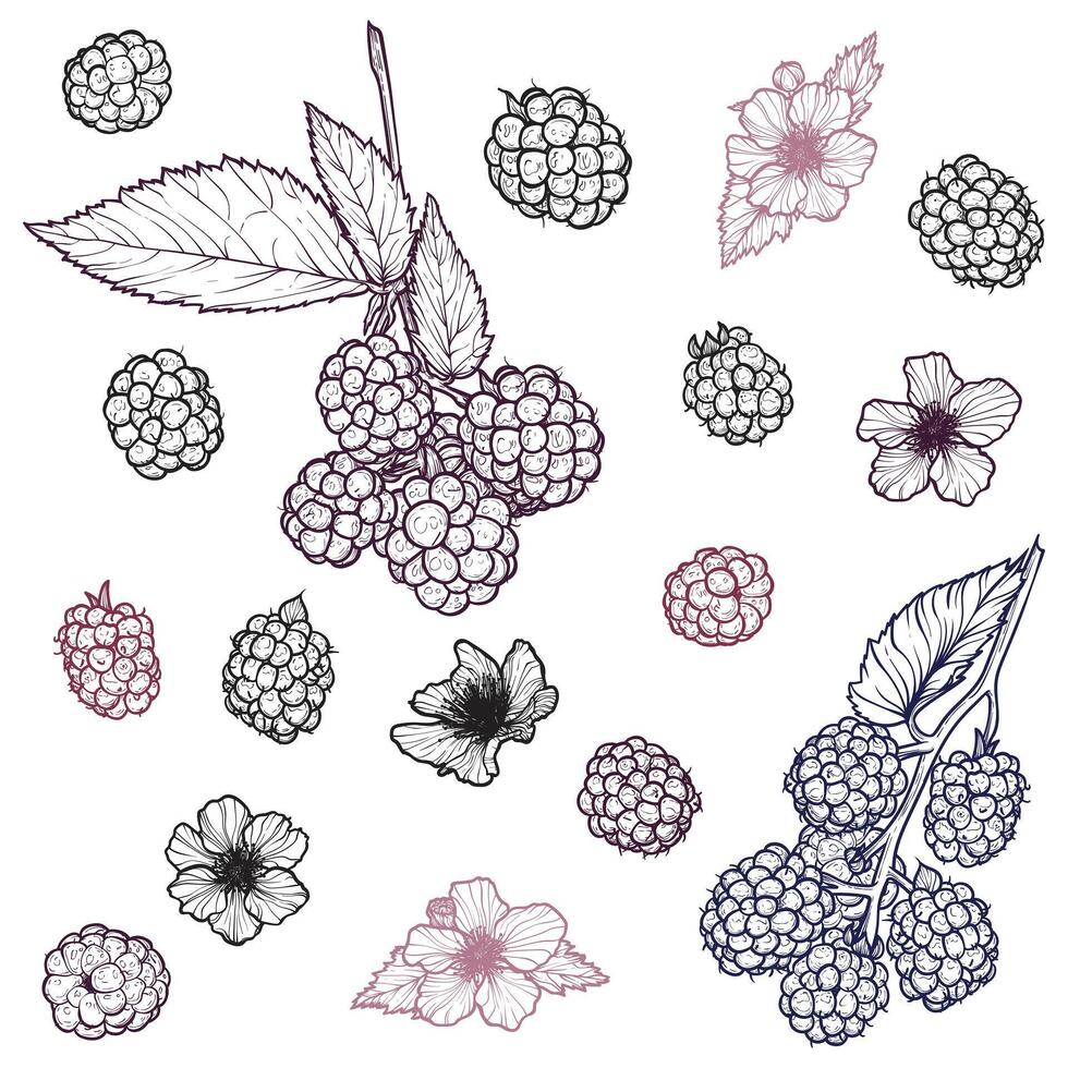 Set of blackberries with their flowers. hand drawn line art of summer fruit in red and black isolated on white background. Highly detailed for print and online projects. vector