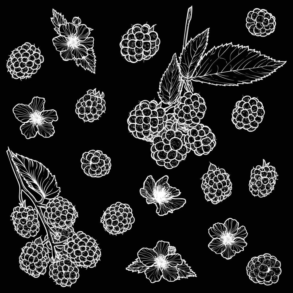 Set of blackberries with their flowers. hand drawn line art of summer fruit in white isolated on black background. Highly detailed for print and online projects. vector