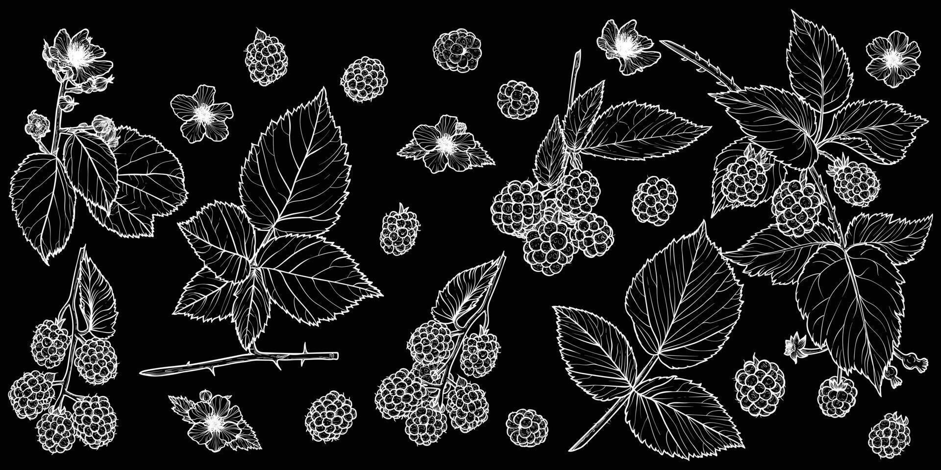 Set of white line art blackberry plant with flowers, leaves, fruits isolated on black background. Hand drawn botanical illustration of summer fruit. For print and online projects vector