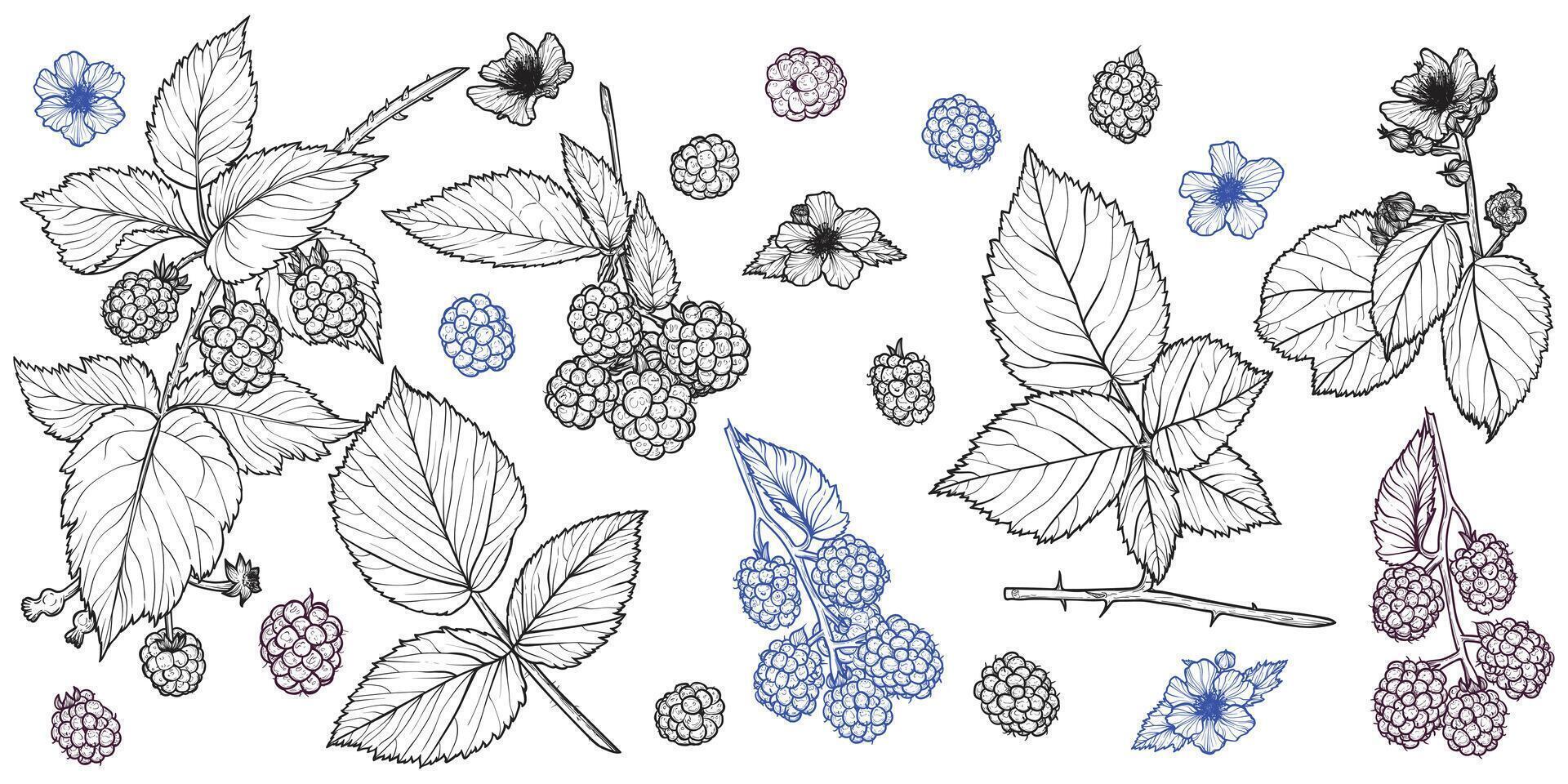 Set of line art blackberry plant with flowers, leaves, fruits isolated on white background. Hand drawn botanical illustration of summer fruit. For print and online projects vector