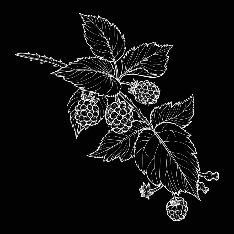 Botanical illustration of a blackberry branch. hand drawn line art of this beautiful sweet fruit plant isolated on black background. Highly detailed illustration for online and print vector