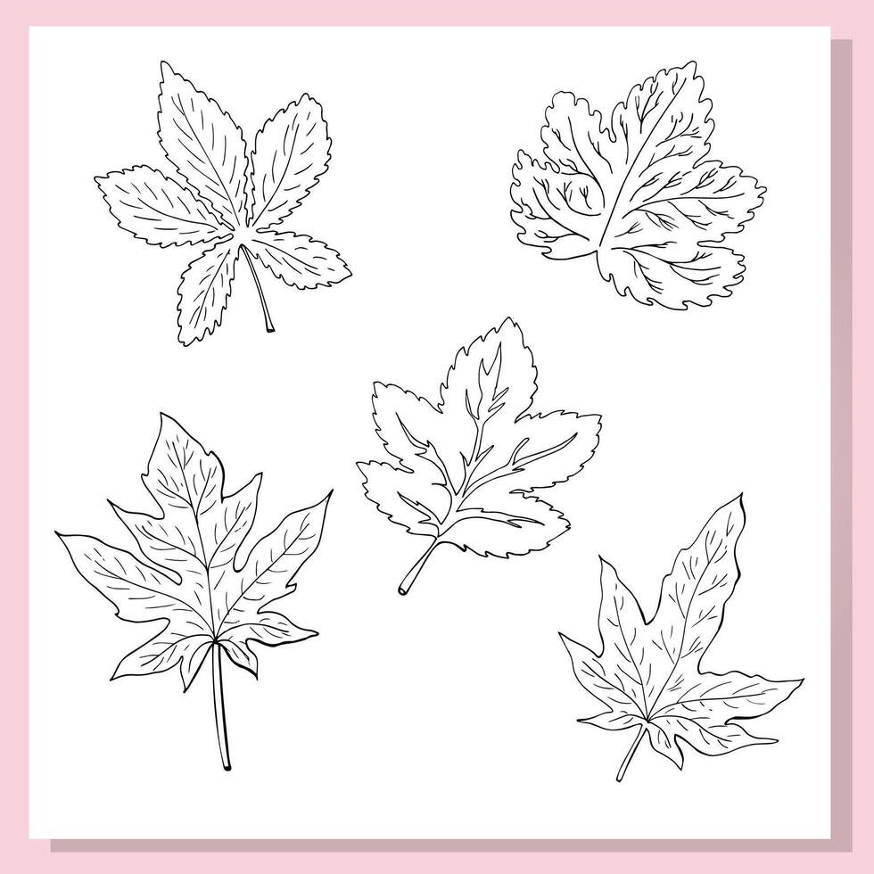 A hand-drawn collection of five different leaves in black and white outline style. Each leaf is unique in shape and detail, showcasing various botanical species such as maple, chestnut, and grape. vector