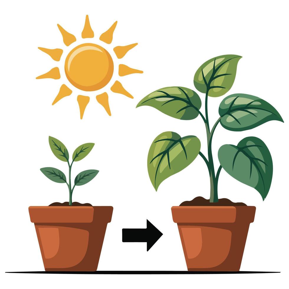 plant movement in response to light isolated illustration vector