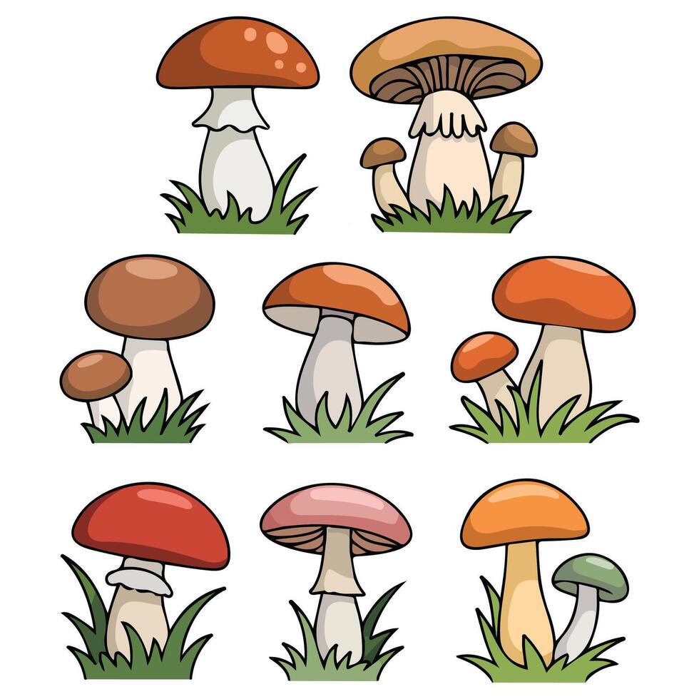 Forest mushrooms edible set isolated white background vector
