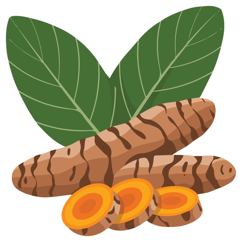 Turmeric root herb leaves isolated white background vector