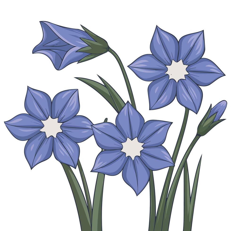 Bellflower blooming flowers set isolated white background vector