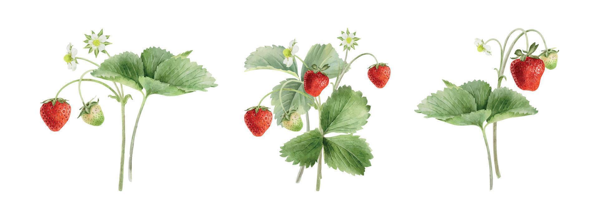 Strawberry plants with ripe fruits vector