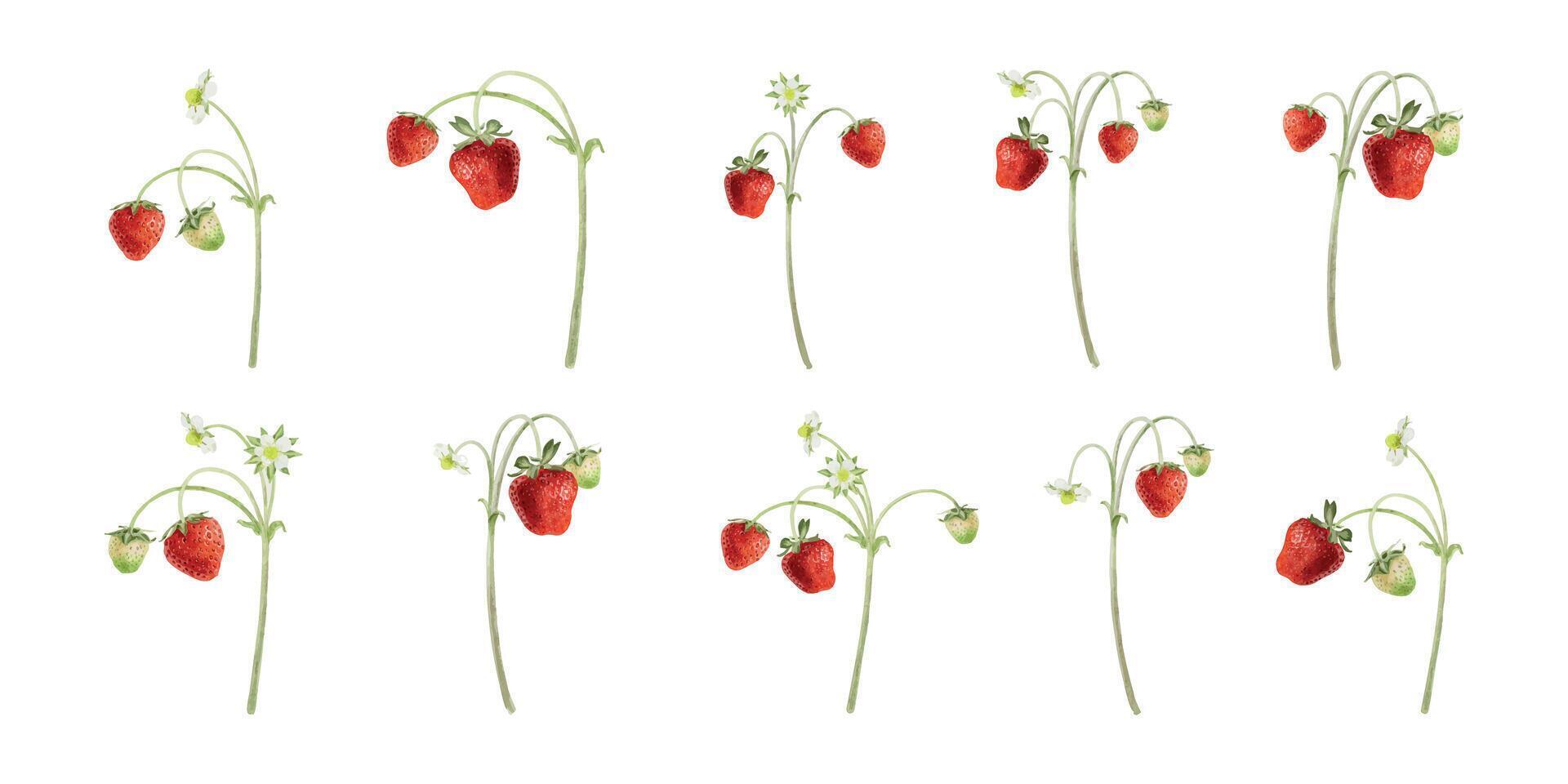 Set Watercolor illustrations of strawberry branches. Red, ripening berries with sepals and stems. Isolated hand drawn summer botanical clipart for package, cosmetic,card, agriculture farming vector
