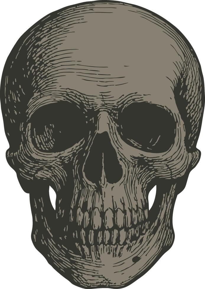 Artistic skull illustration vector
