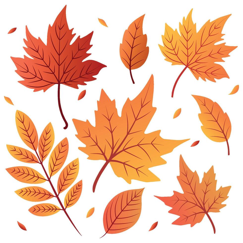 Colorful autumn leaves in various shapes and sizes. The leaves display shades of red, orange, and yellow, creating a vibrant fall theme. vector