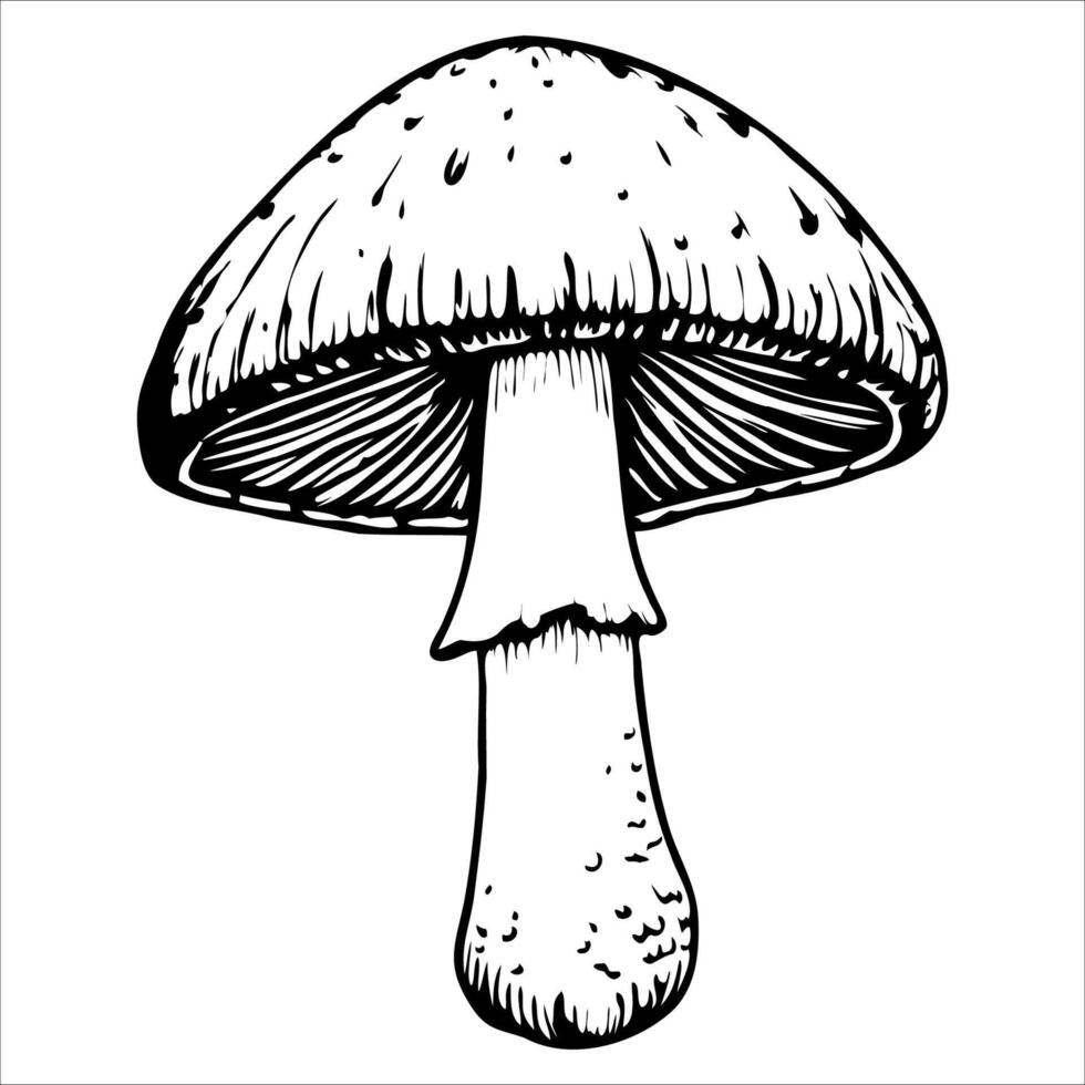 A detailed illustration of a mushroom with a rounded cap and a thick stem. The mushroom is depicted in black and white, showcasing its texture and shape. vector