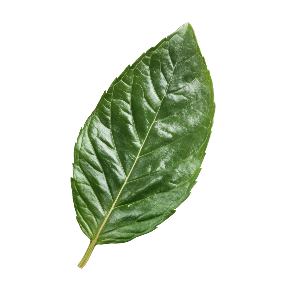 Single Green Leaf with Detailed Veins Isolated on Transparent Background vibrant png