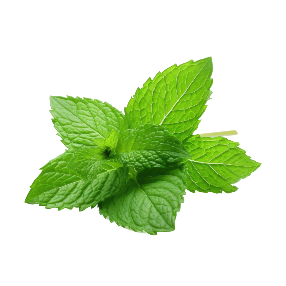 Fresh Green Mint Leaves Isolated on Transparent Background for Easy Design png