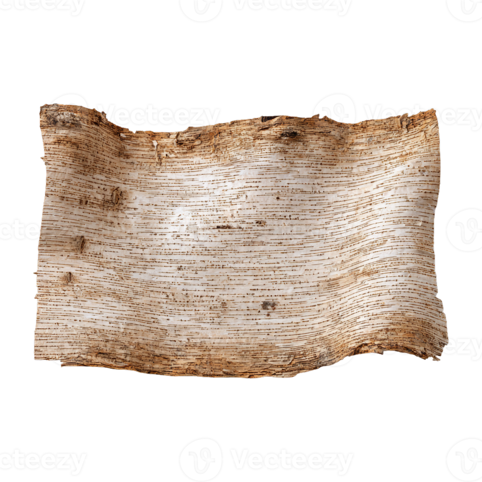 Antique birch bark scroll for ancient writing and natural craft projects png