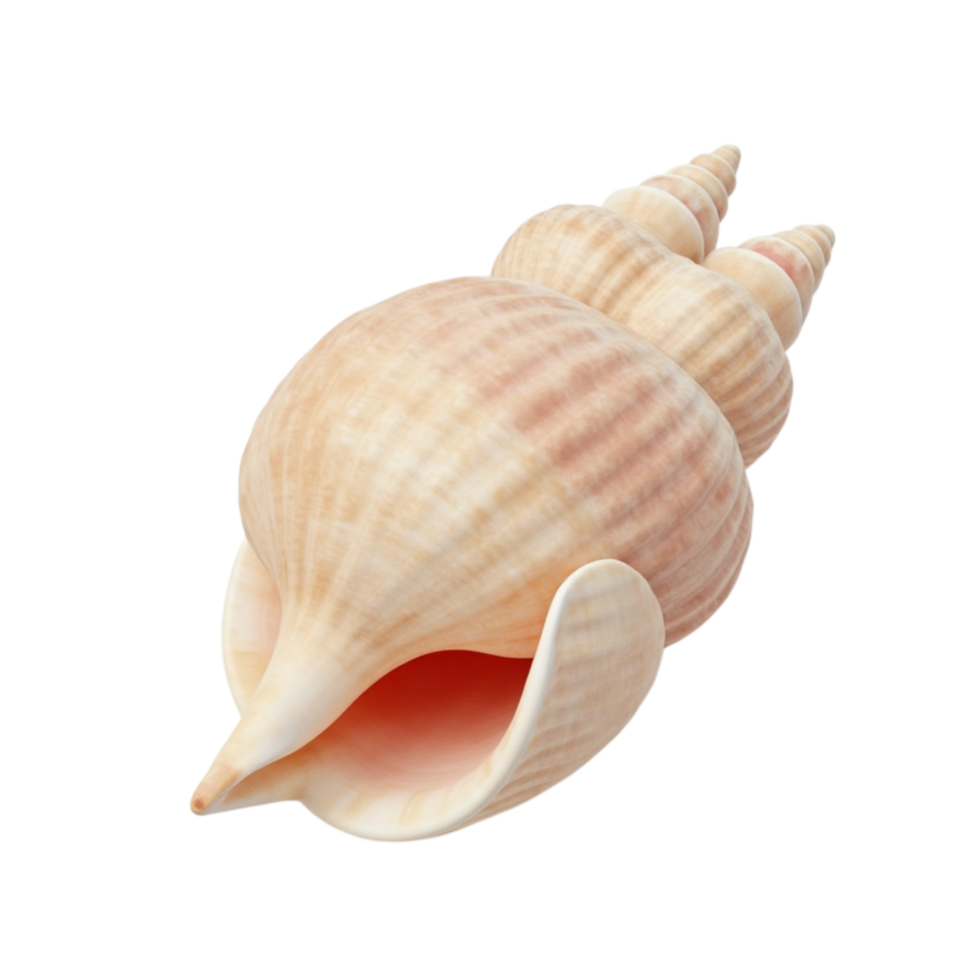 Beautiful marine spiral conch seashell isolated on transparent background perfect for design png