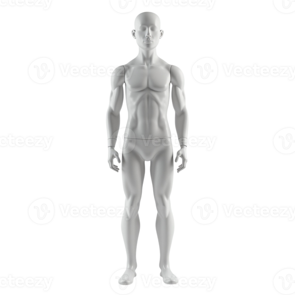 Full body 3D rendered male anatomical figure or mannequin on transparent background png