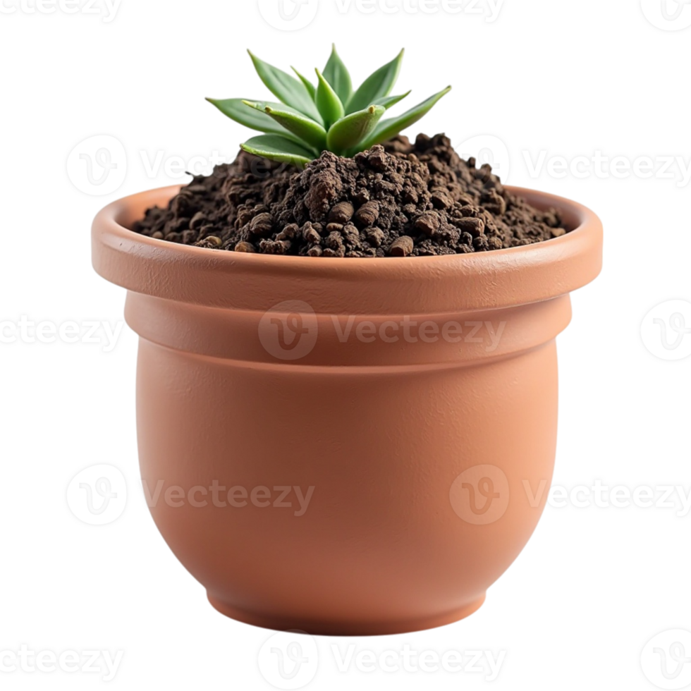 Small green succulent houseplant growing in a terracotta pot with soil isolated on a transparent background ready for use png