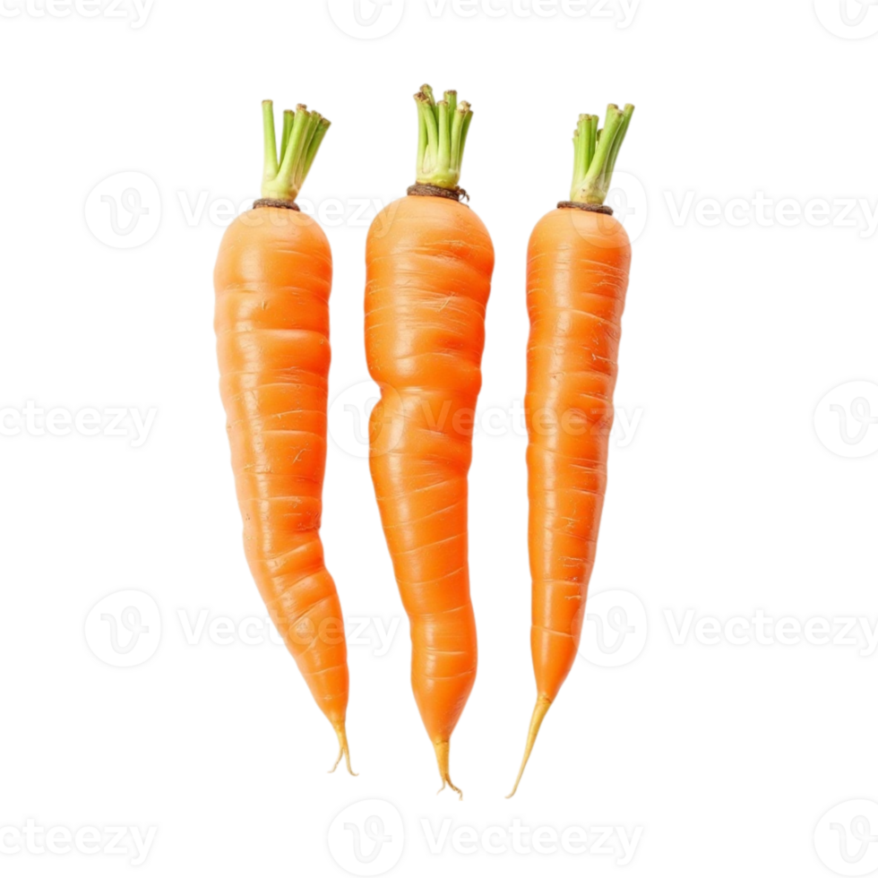 Three fresh whole organic carrots with green tops on a transparent background raw vegetable studio shot png