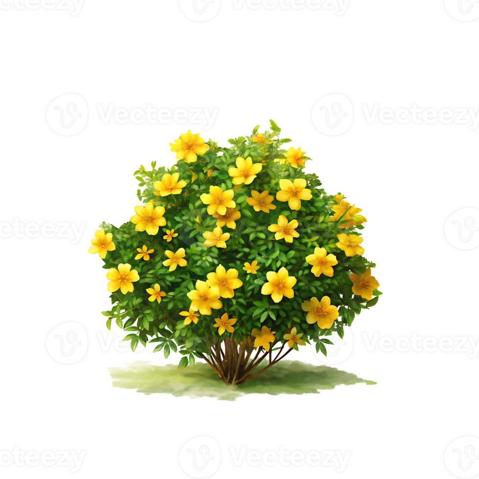 Vibrant Yellow Flowering Bush with Green Foliage on transparent background. png