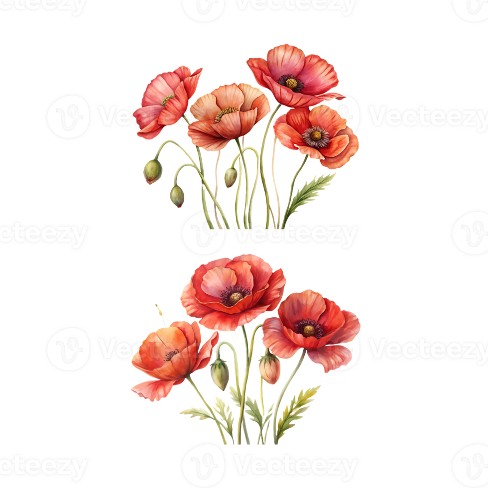 A row of colorful poppies and wildflowers and bouquet of poppies. png