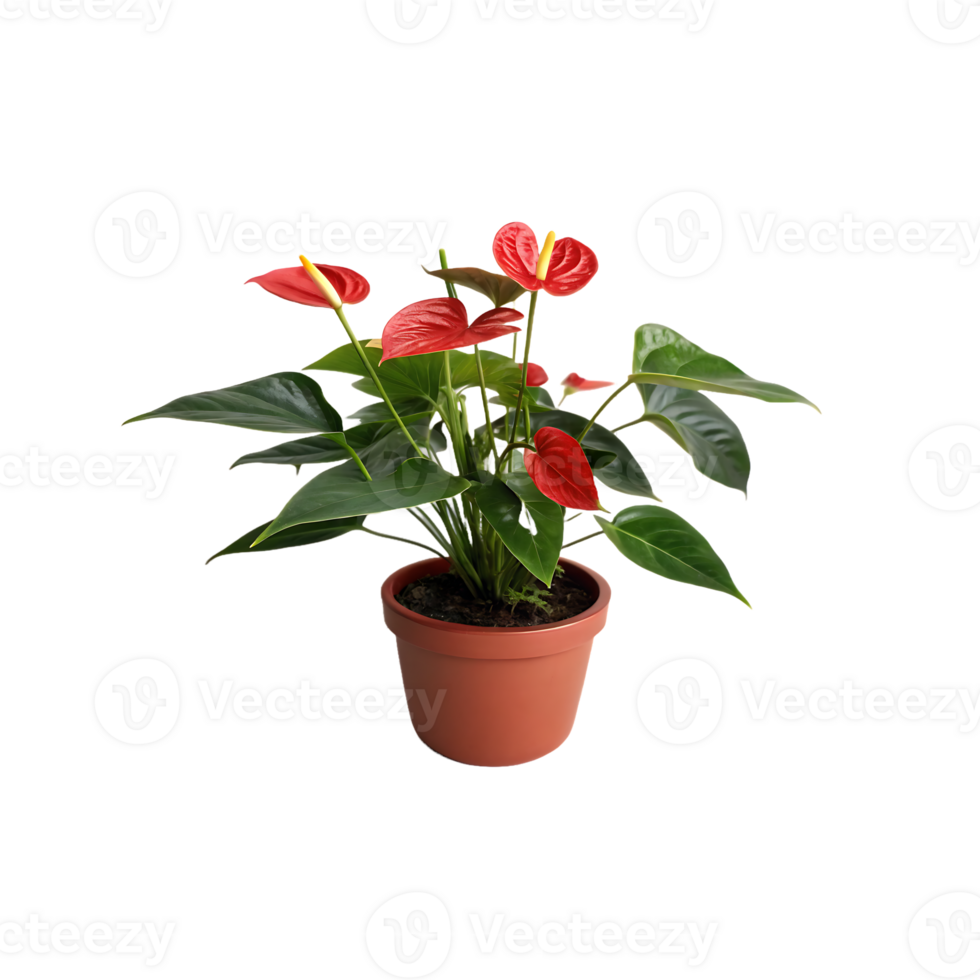 Close-up of a vibrant red Anthurium plant in a brown pot. png