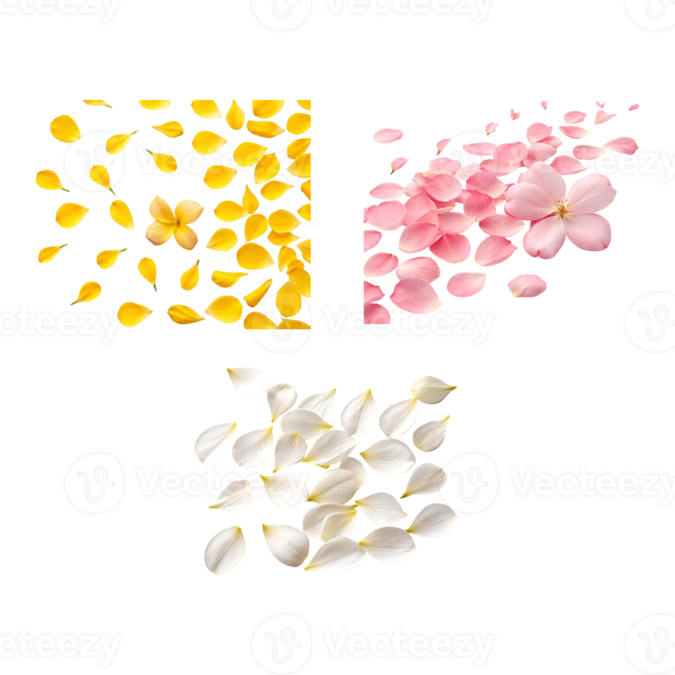 set of three colorful rose petals falling Splashes on a transparent isolated background. png