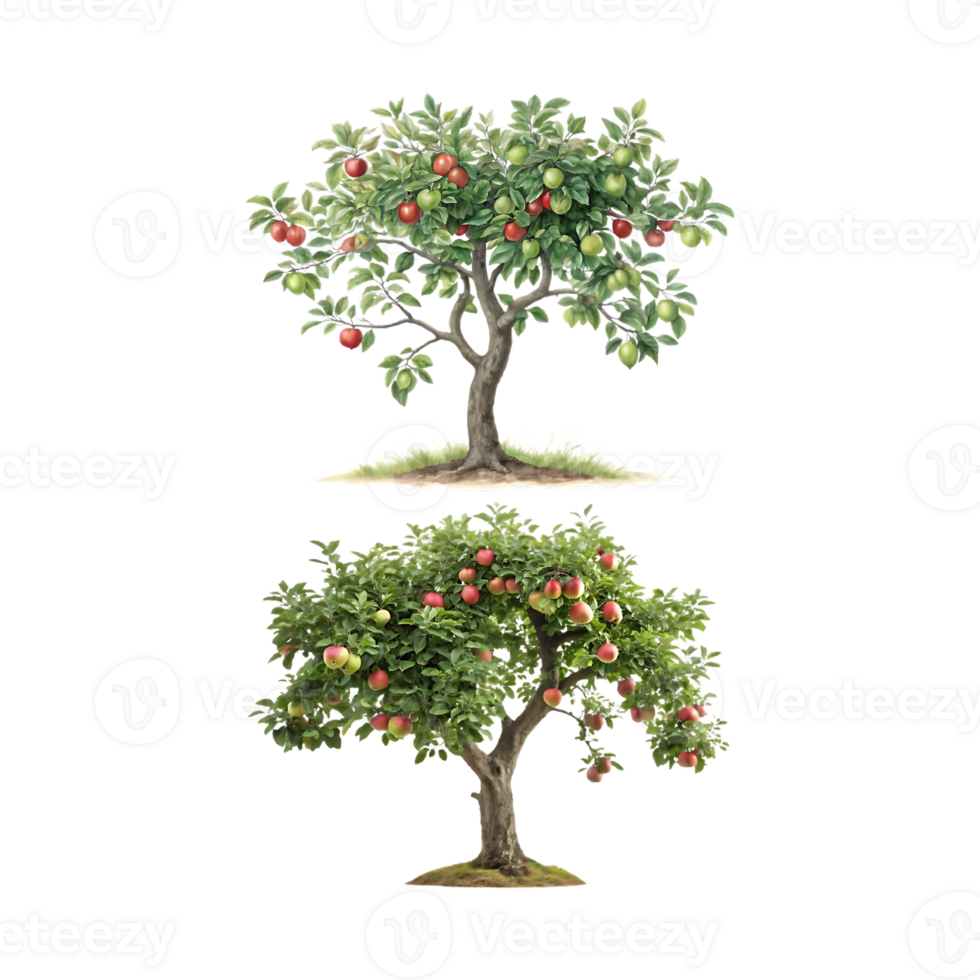 Two Apple Trees Laden with Ripe Red and Green Fruit and apple tree isolated on transparent background. png
