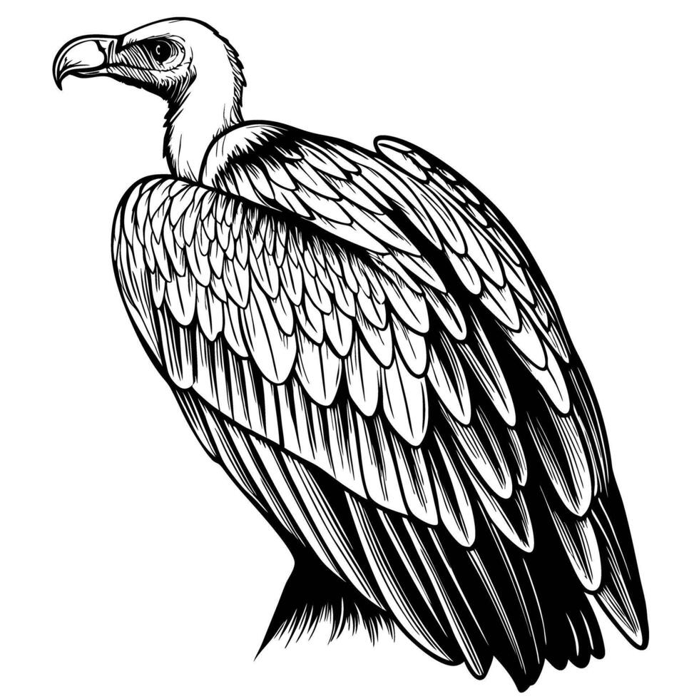 Hand drawn vulture side view detailed black and white illustration of large raptor bird, intricate feather pattern, wildlife concept vector