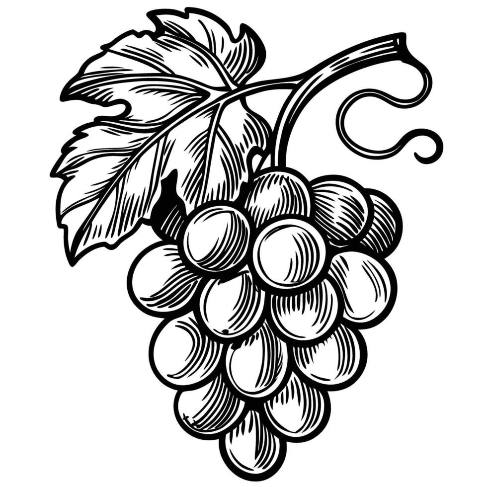 Hand drawn grape cluster with leaf vintage fruit illustration, botanical black and white design, organic harvest concept vector