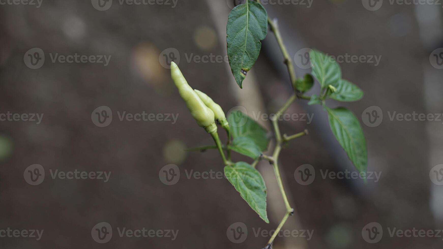 two green peppers with a blurry background photo