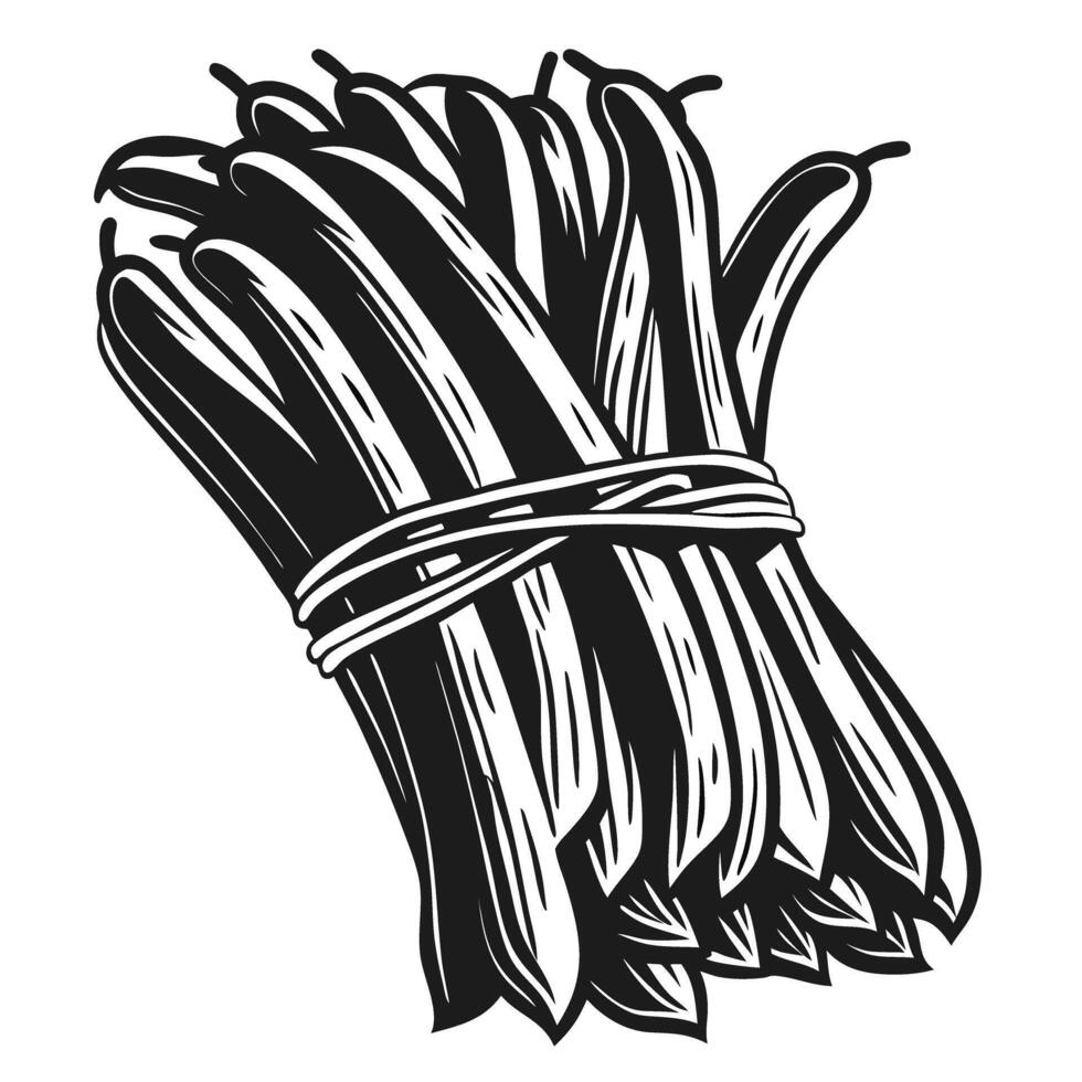 Bundle of fresh green beans tied together hand drawn vegetable illustration in black and white, healthy organic produce vector