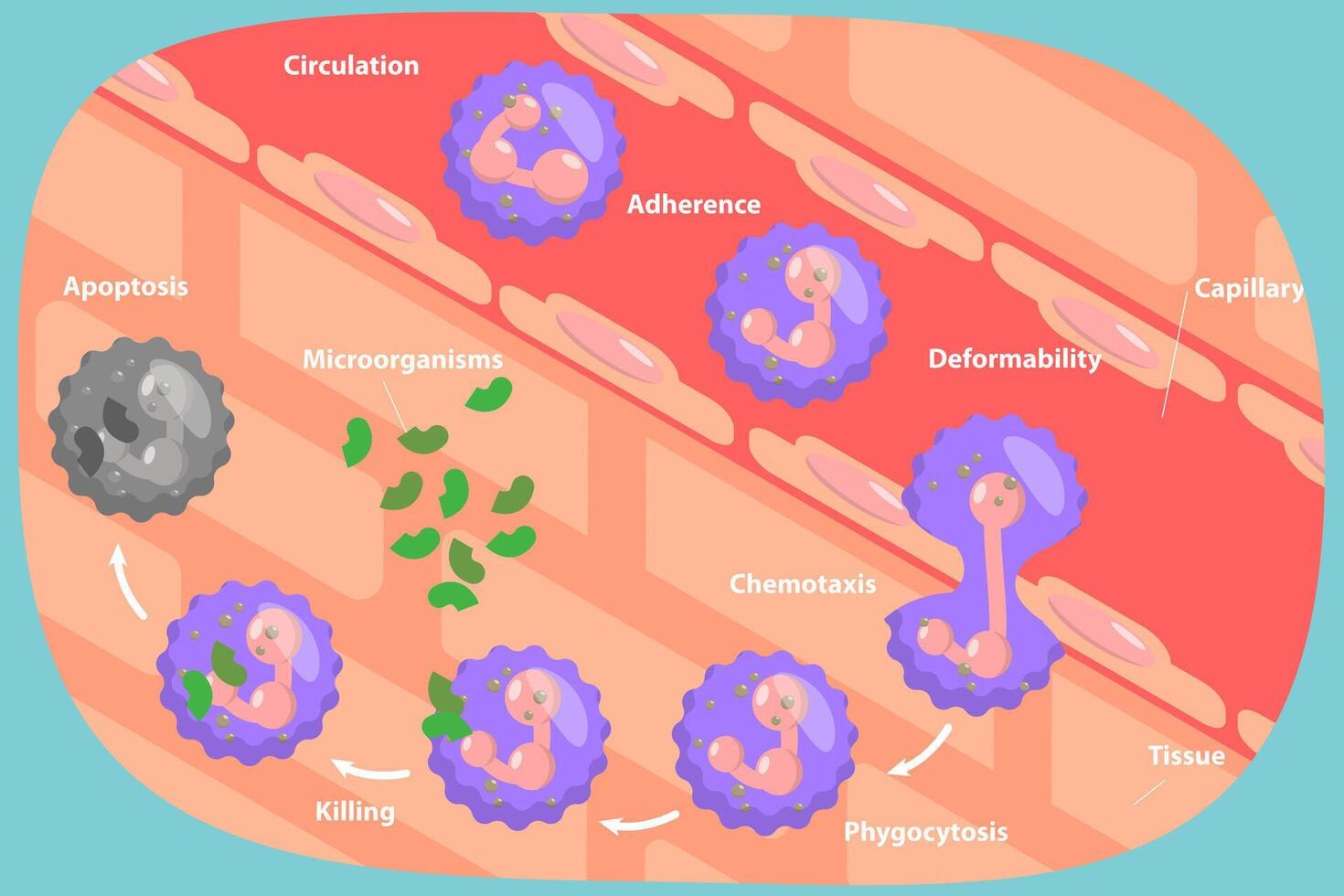 Immune system function illustration vector