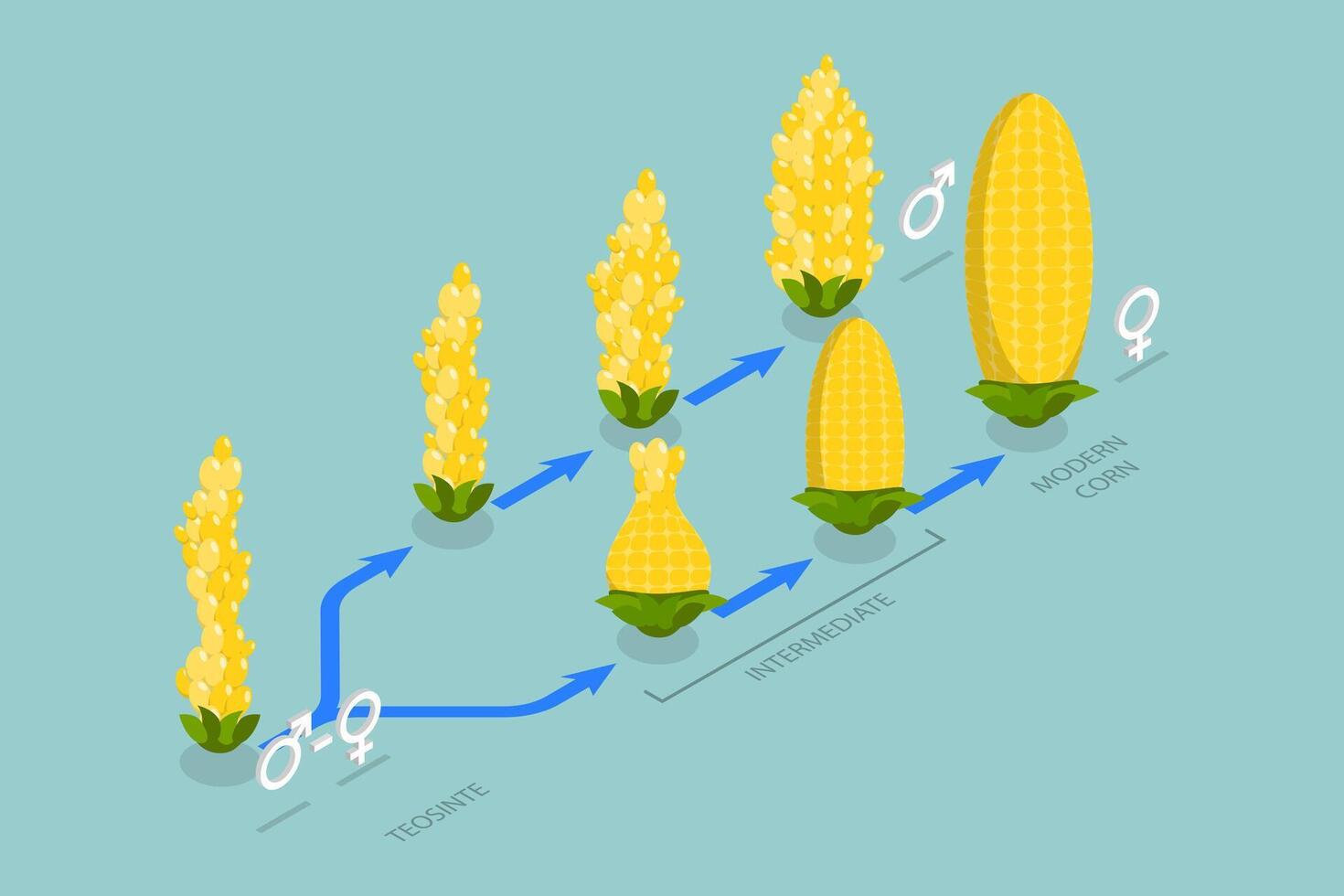 3D Isometric Flat Conceptual Illustration of Artificial Selection, Genetic Engineering vector