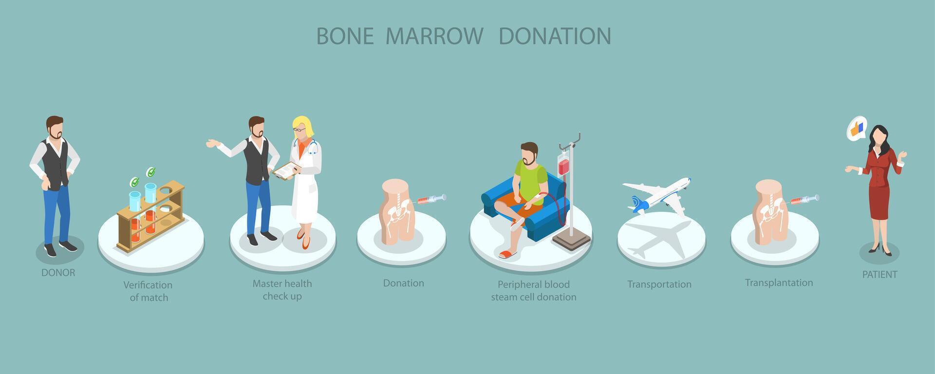 Bone marrow donation process visual guide vector