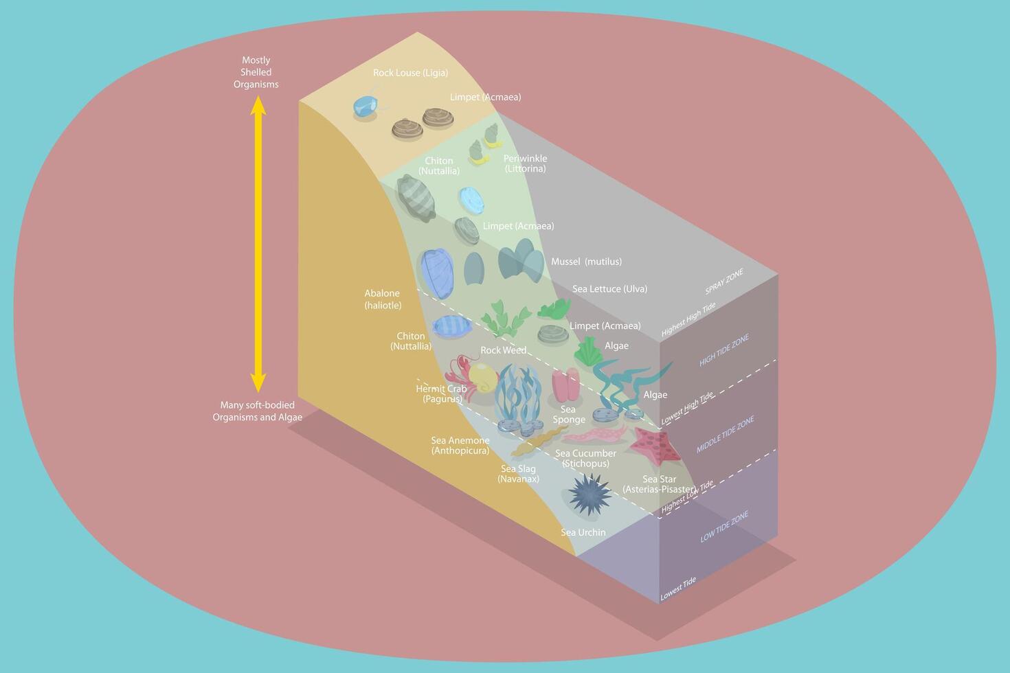 Marine life layers and organisms diagram vector