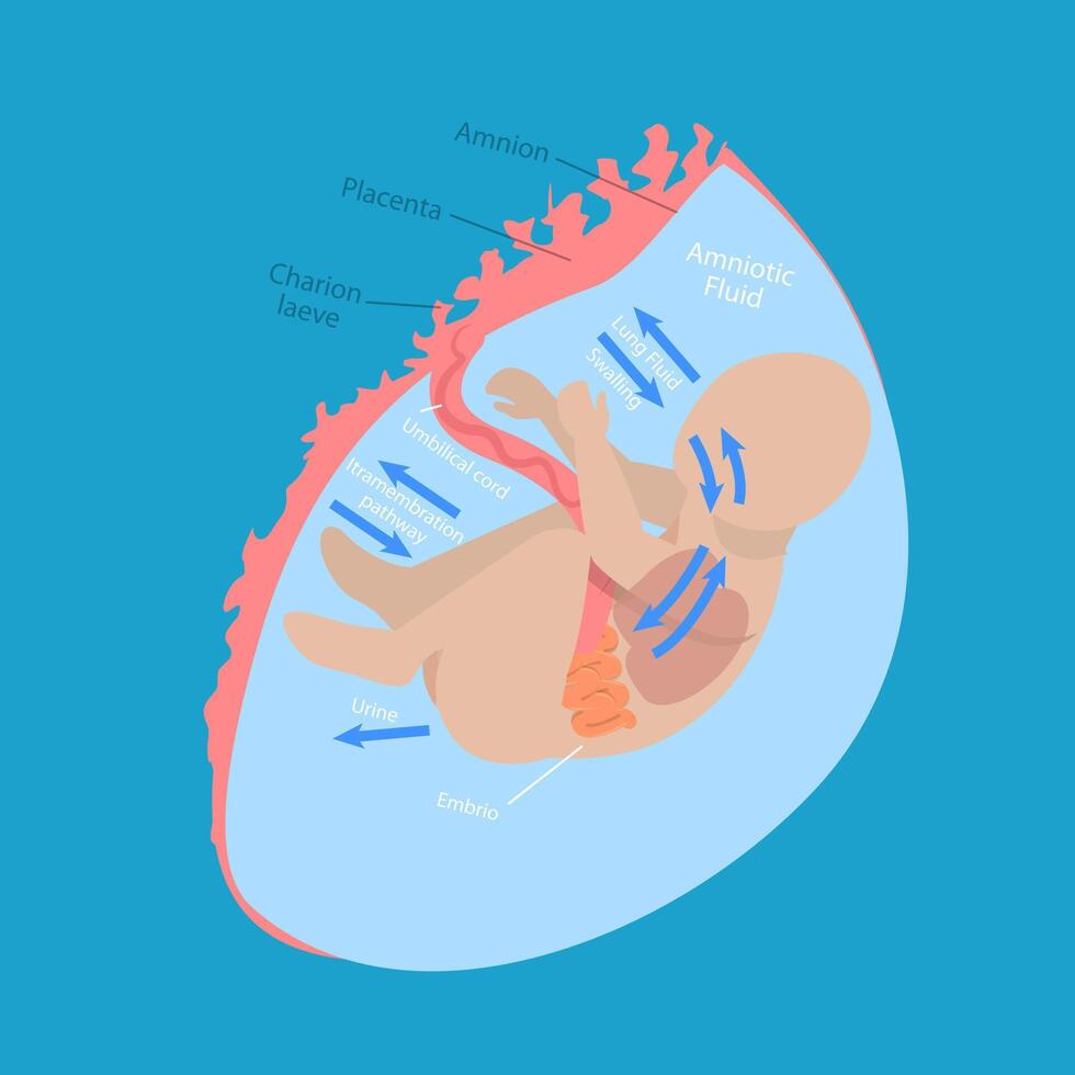 3D Isometric Flat Conceptual Illustration of Fetal Water Flow, Medical Unborn Baby Functionality vector