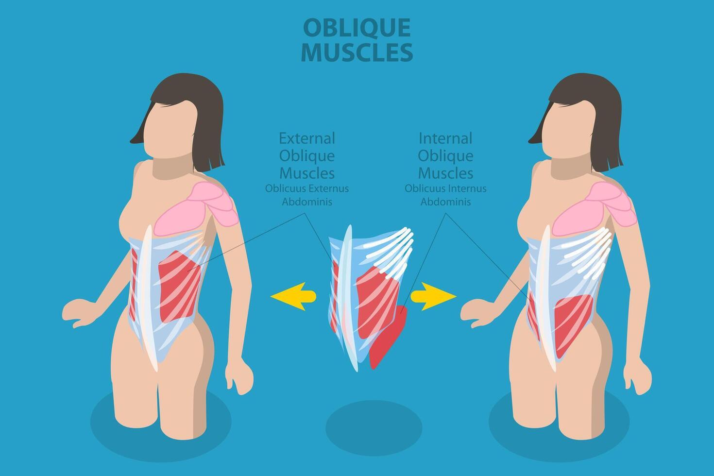 3D Isometric Flat Conceptual Illustration of Internal Oblique Muscles, Anatomical Scheme vector